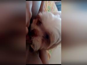 Animal orgies: canine lust revealed