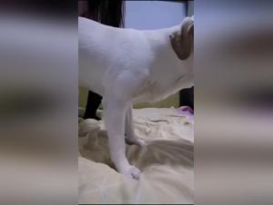 Animal orgies: the peak of prohibited pleasure