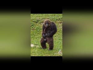 animal orgies, the wild drive revealed