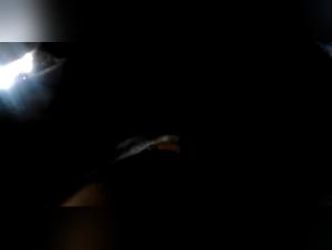 Animal Paradise: Forbidden Fuck with Horses and female dogs