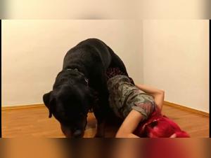 Animal Porn: Canine Libido Control, Medications and Sex Organ for Dogs and Women