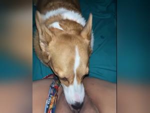 Animal Porn: Sex With Dog Sluts