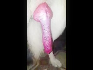 Animal presenting its red penis to the camera
