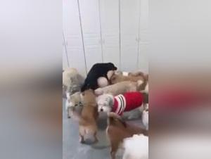 Animal realities: uncontrollable and fetish gangbangs