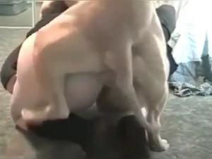 Animal Sex Clips: Extreme Debauchery