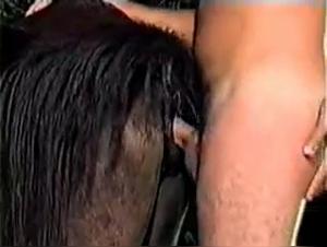 Animal Sexploitation: The cow under the yoke of desire