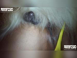 Animal welfare in situations of bestiality: The new game of passions with Meet Faby