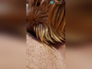 Animalistic Delights: Unreserved Canine Submission