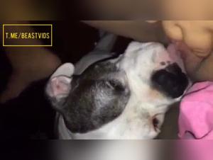 Animalistic Desire: the passion of uncontrollable Lick