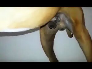 Animals Fucking and Webcam