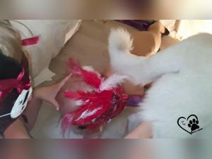 Animated sex cartoons: extreme bestiality and slutty Arab girls