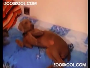 Anna - Masked Mistress - Zooskool: A Milf in Bestial Action