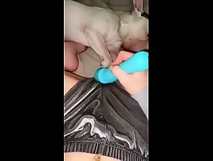 Apotheosis of Bestiality: Taboo Delights and Animal Sex