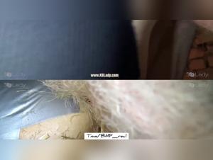 Ariel: Canine Domination and Primary Pleasure