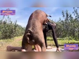 Art of zoophilia: bodies of bundled boar