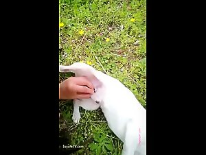 Art Zoo: Extreme Bestiality for a Crazy Orgasm