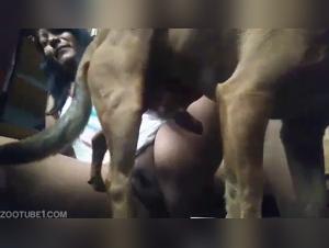 Artdezoo Hardcore porn: dog