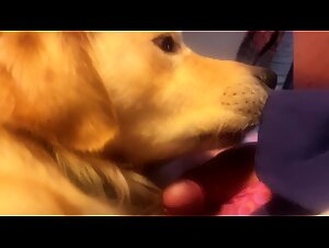 Artofzoo Porn: An Open Door to Bestiality in France