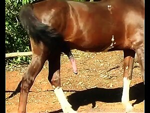 Artofzoo: sluts sucking a stallion in freedom, zoophilia delight vids