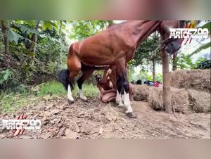 Artofzoo: uncontrolled horse lust