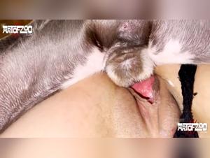 Artofzoo: where passion transgresses the limits