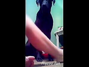 Artofzootography Pornfay: Veronica Silesto in Animal Fucking Videos Zoophilie Extreme,