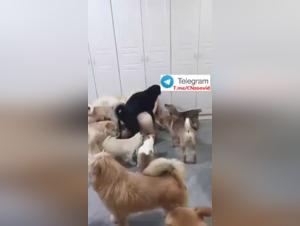 Asian Canine Debauchery: Erotic Gangbang