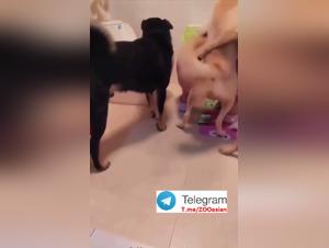 Asian Delights: A Bestial Passion