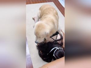 Asian fantasy: canine domination and forbidden pleasure