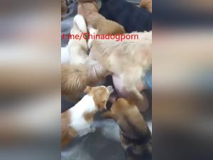 Asian fetish: giant dog, prohibited sex