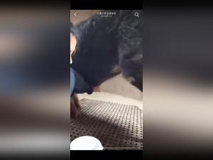 Asian Girl, wild instinct, pig