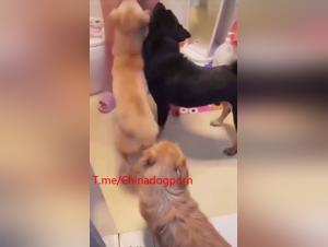 Asian orgies: domineering and their dogs in a vice of desire