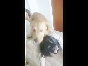 Asian woman in bestial videos with her dog