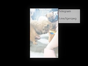 Asian woman subjected to horny dogs