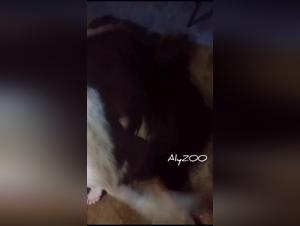 Asian zoophile: uncontrollable canine fantasy