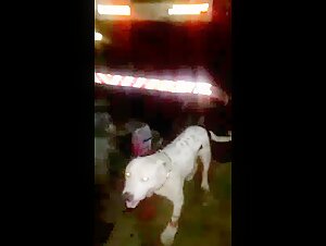 Bad cameraman :( - A shocking bestiality video