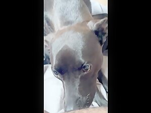 BBW Wife and Dog in Bestial Ecstasy