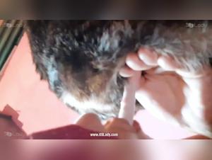 Beastiality with Kiki: Pussy Sex