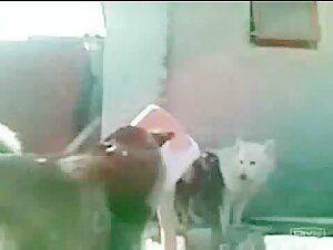 Beautiful brunette indulges in lovemaking with stray dogs