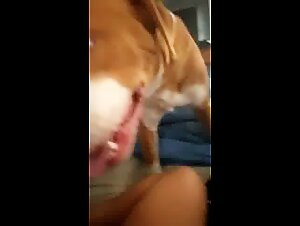 Beauty: The whore sucks her dog deep