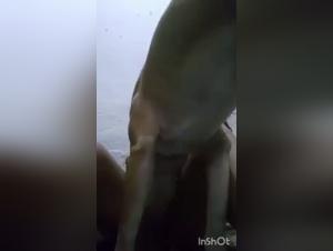 Best Dog Sex Bestiality Videos