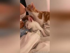 Bestial Brazilian enjoyment, cat as master