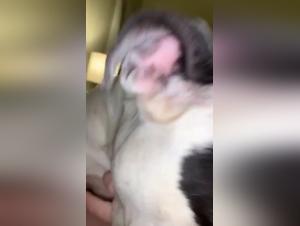 Bestial dance - Transgressed limits