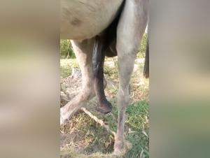 Bestial debauchery: giant donkey, extreme sex