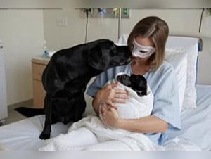 Bestial Delight: The Canine Obsession