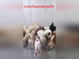 BestIal Delights: a Chinese in canine delirium