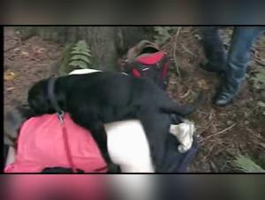 Bestial Delights: A Journey of Sucking and Obedience