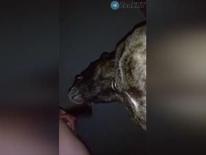 Bestial Delights: A Milf with Big Heads Gives Into Canine Joys