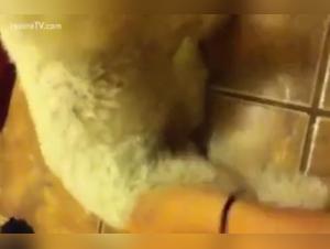 Bestial Delights: Forbidden Hume Orgasms