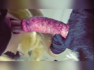 Bestial delights: Hardcore compilation